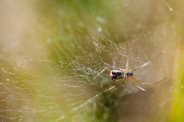 Spider and web, Welsh Moor, Gower Peninsula