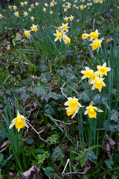 Wild Daffodils, Coed y Bwl 2