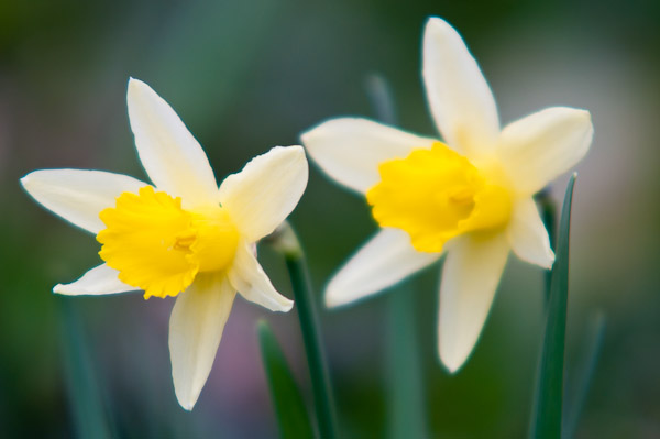 Wild Daffodils, Coed y Bwl 1