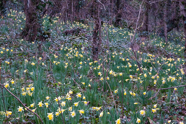 Wild Daffodils, Coed y Bwl 3