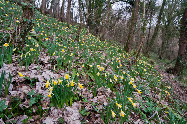Wild Daffodils, Coed y Bwl 4