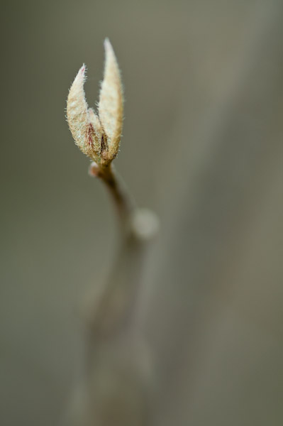 New leaves, Elizabeth & Rowe Harding Nature Reserve, Gower Peninsula