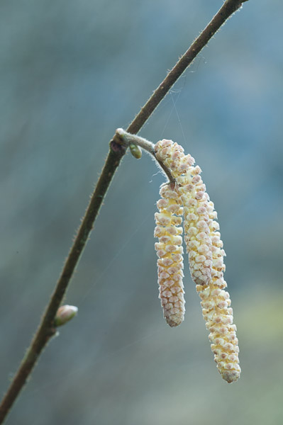 Catkins, Elizabeth & Rowe Harding Nature Reserve, Gower Peninsula