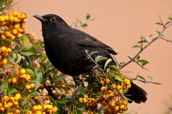 Blackbird, Back Garden