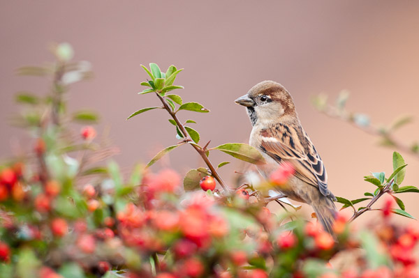Female House Sparrow, Back Garden