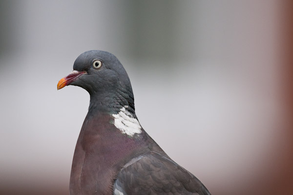 Wood Pigeon, Back Garden