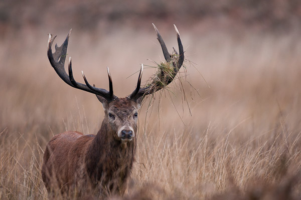 Red Deer Stag, Richmond Park, London