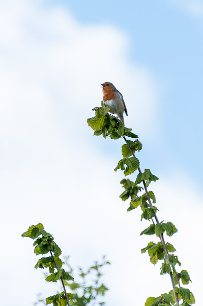 Robin 2, WWT London Wetlands Centre