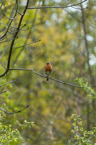 Robin 3, WWT London Wetlands Centre