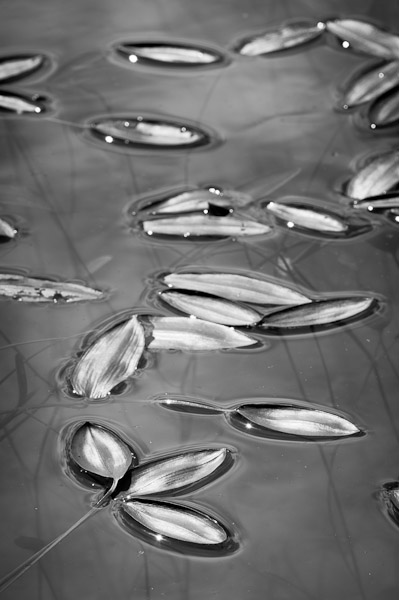 Leaves and reflections, National Botanical Garden of Wales