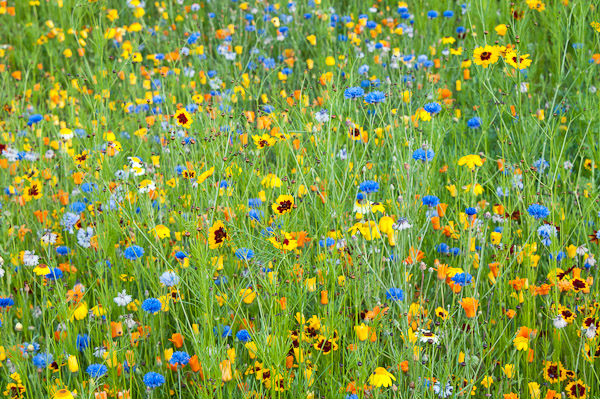 Flower Meadow, London Olympics 2012