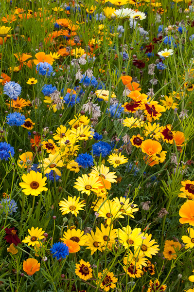 Flower Meadow 2, London Olympics 2012
