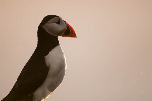 Skokholm20140627_NCD0085